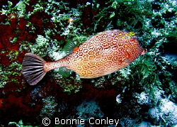 Honeycomb Cowfish - one of my favorite fish - seen in Gra... by Bonnie Conley 